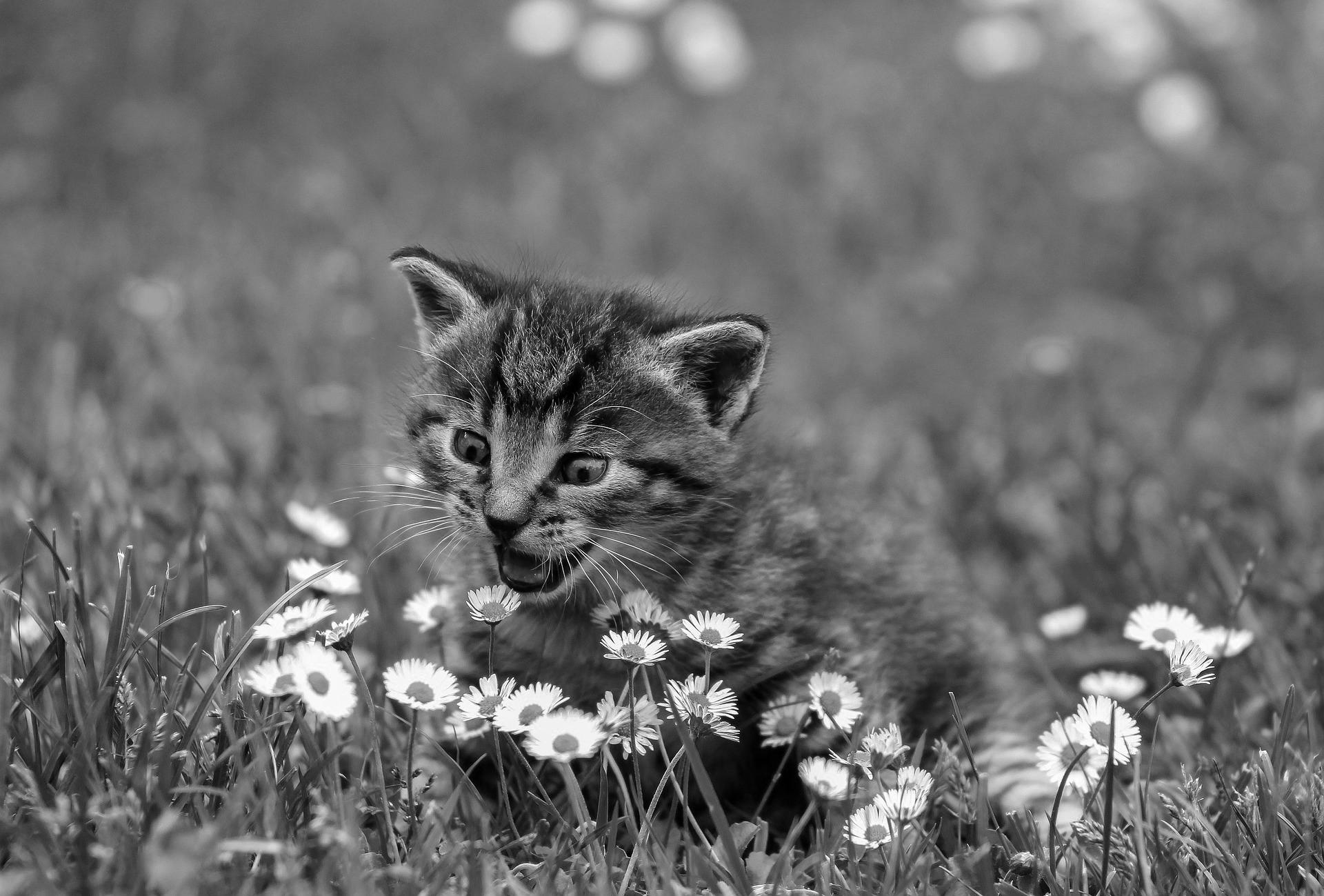 A not-great grayscale version of the kitty.