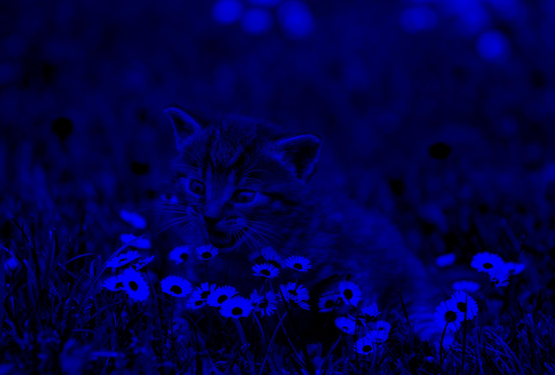 A blue version of the kitty.