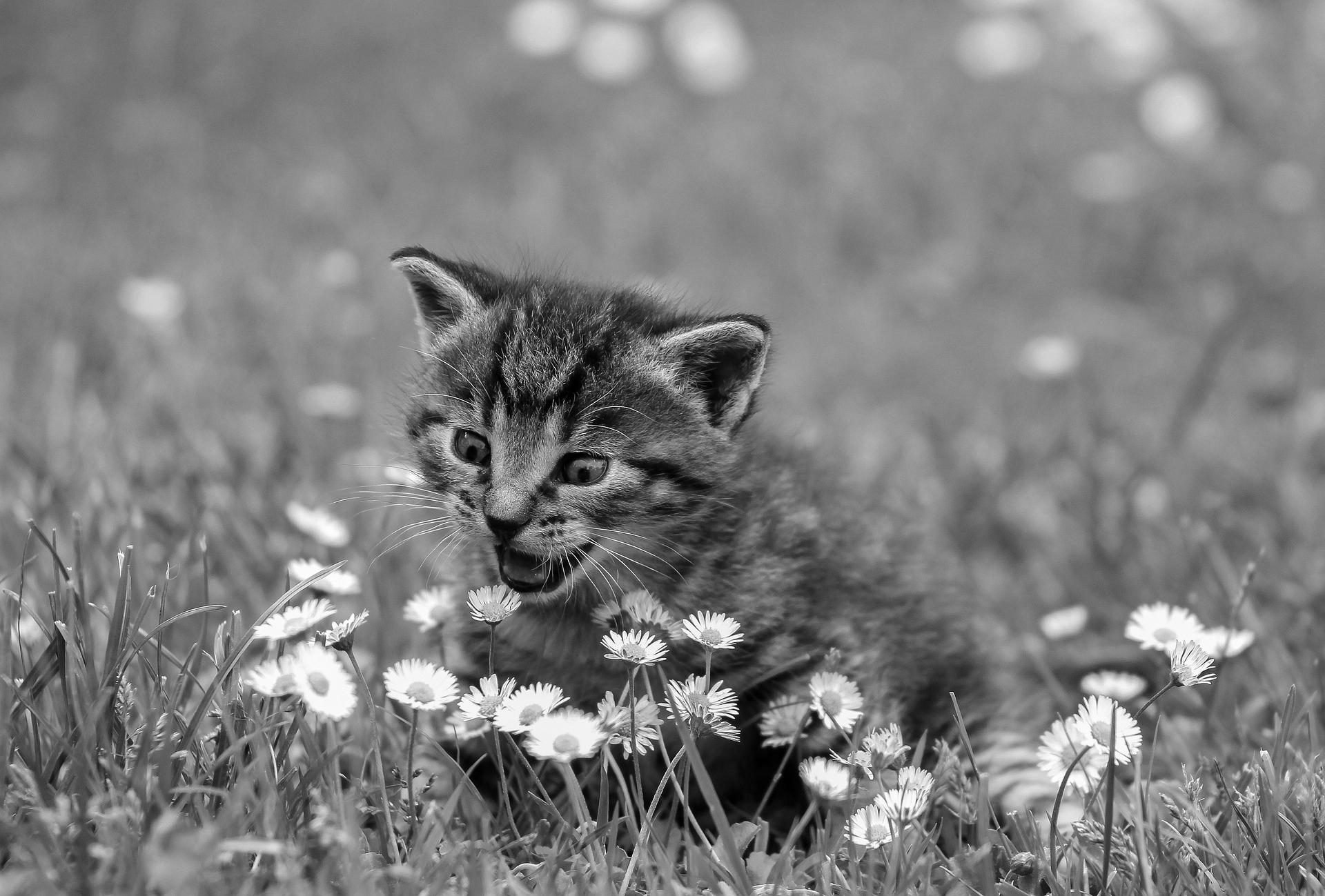 A better grayscale version of the kitty.