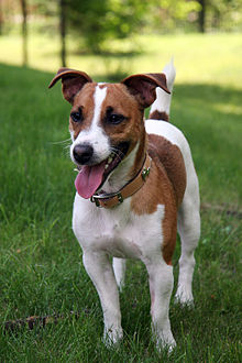 A cute picture of a Jack Russell Terrier